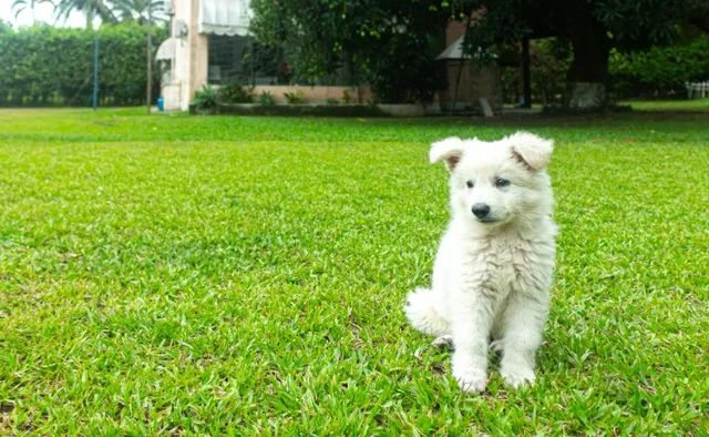 Pastor Branco Suiço - Cachorros e acessórios - Zona Central, Rio Claro  1254406657