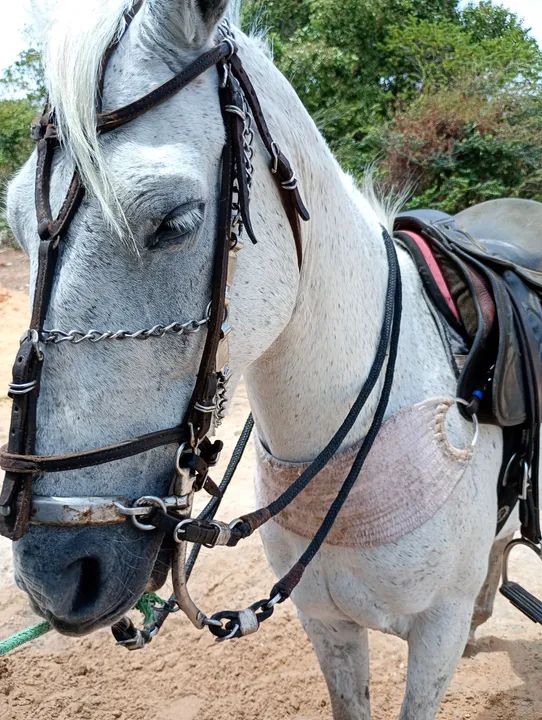 Cavalo de campo - Foto 3