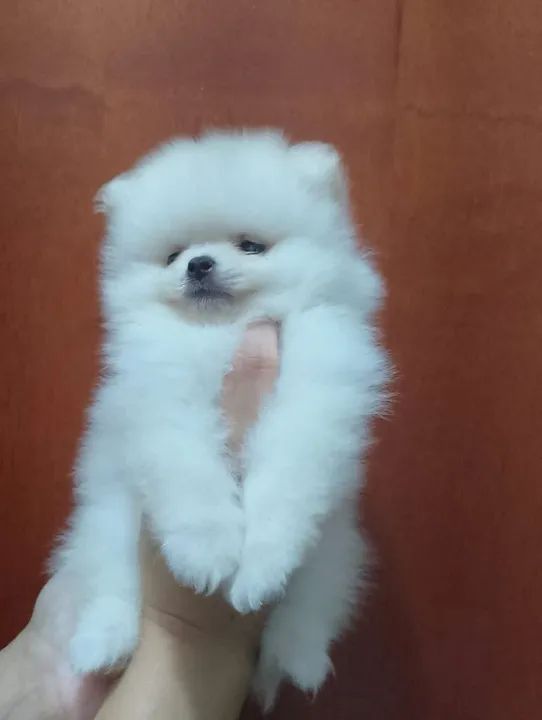 Spitz alemão anão macho / lulu da pomerânia  - Foto 3