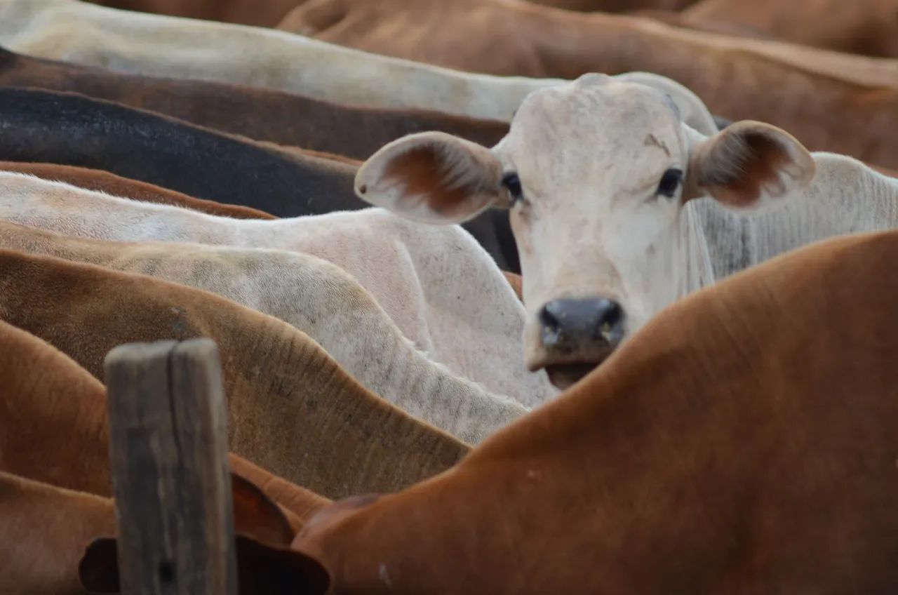 Vendo Gado Meio Sangue Senepol - Foto 5