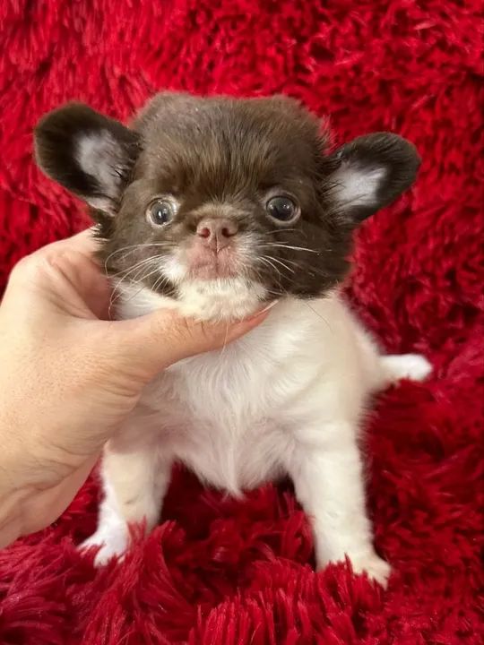 Chihuahua macho Pêlo longo. Lindo menino chocolate 50 dias pronta entrega  - Foto 4