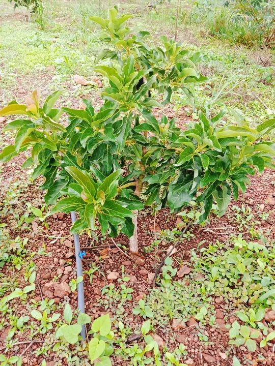 Terreno com vegetação nativa em área rural - Foto 8