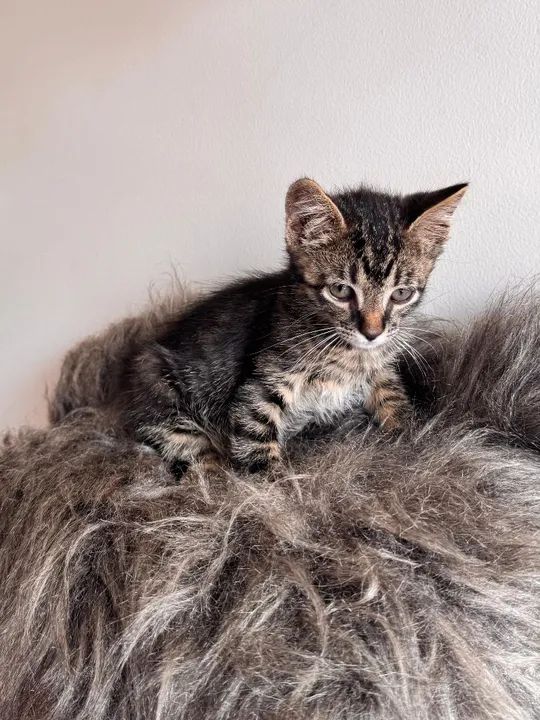 Gato macho lindíssimo 3 meses - Foto 4