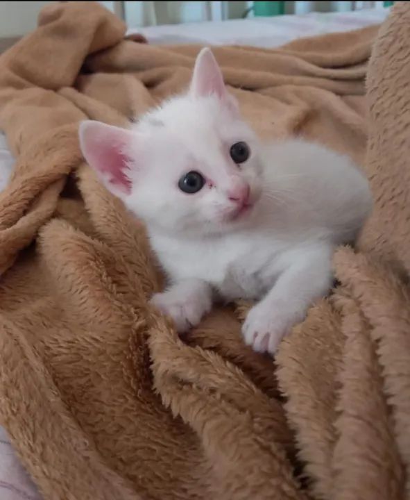 Lindos gatinhos branquinhos - Foto 2