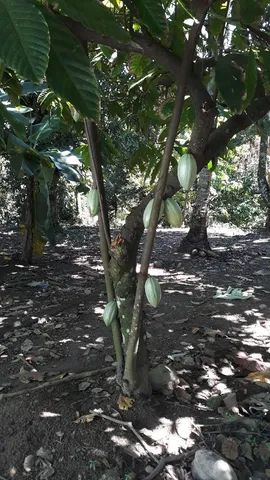 Vende-se / aluga-se sítio 25x89, diversas árvores frutíferas. - Foto 3