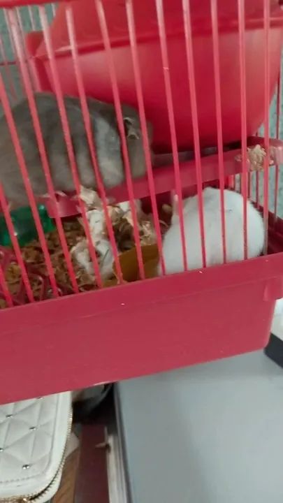 Filhote de hamster sírio - Foto 3