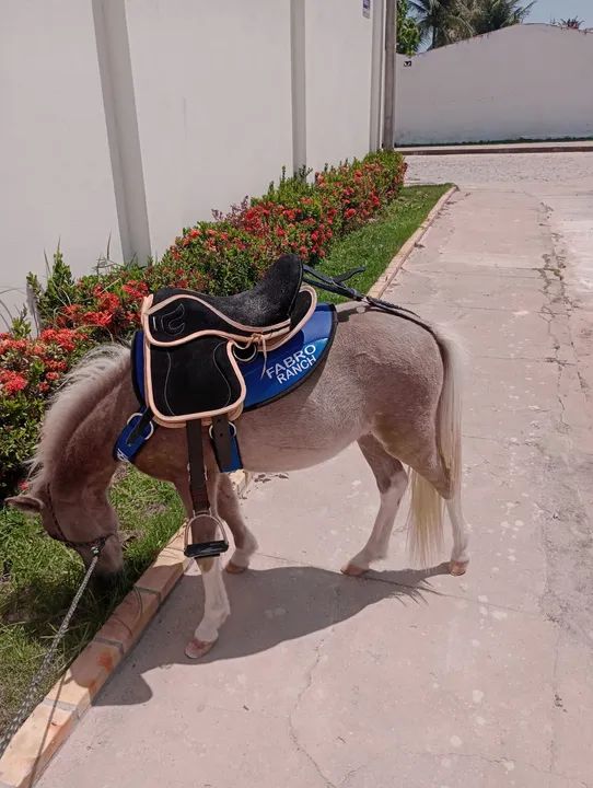 Vendo casal de Mini pônei  - Foto 3