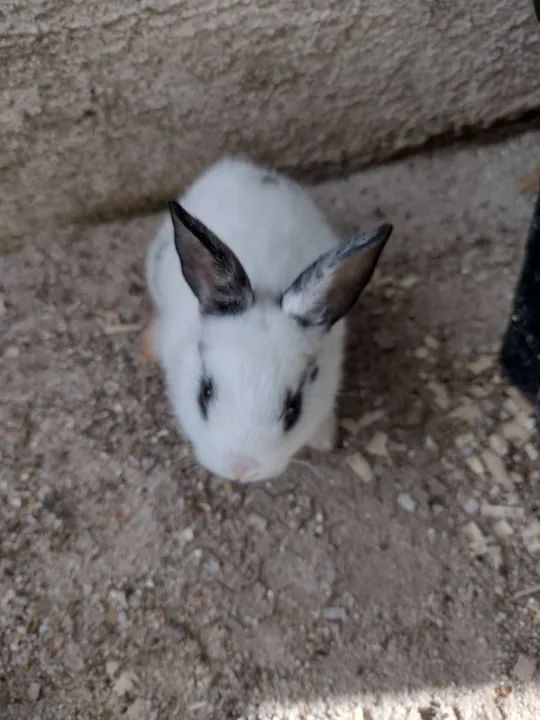 Mini coelho  - Foto 2