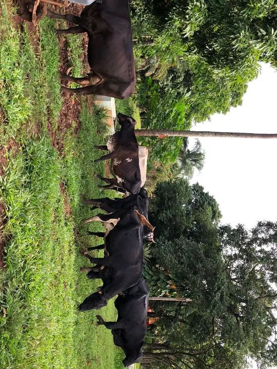 Vende-se Vacas de leite  - Foto 3