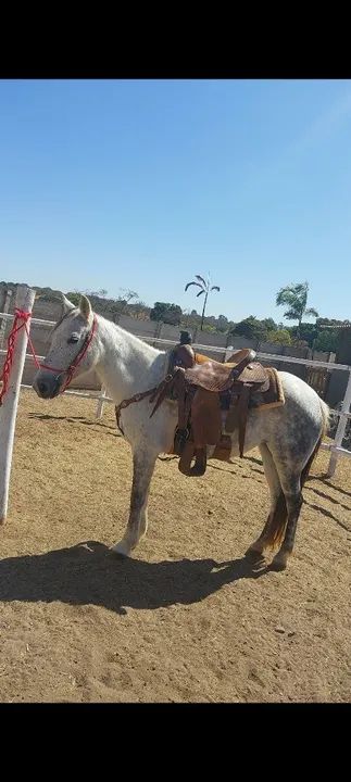 Egua Mangalarga Marchador  - Foto 3