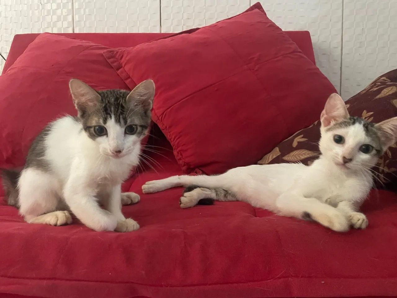 Gatinho branco e cinza fofinho para adoção - Foto 5