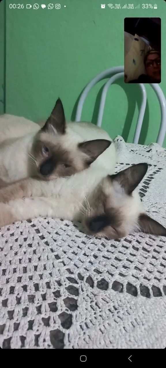 Gatas para doação 0800 de graça free grátis  - Foto 2