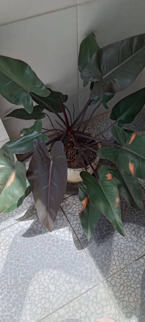 Linda planta com vaso 100,00reais 