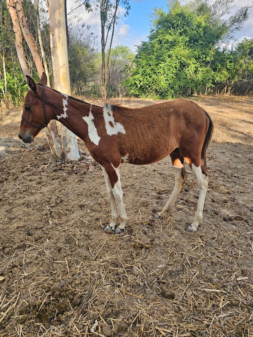 Linda potra mangalarga  - Foto 5