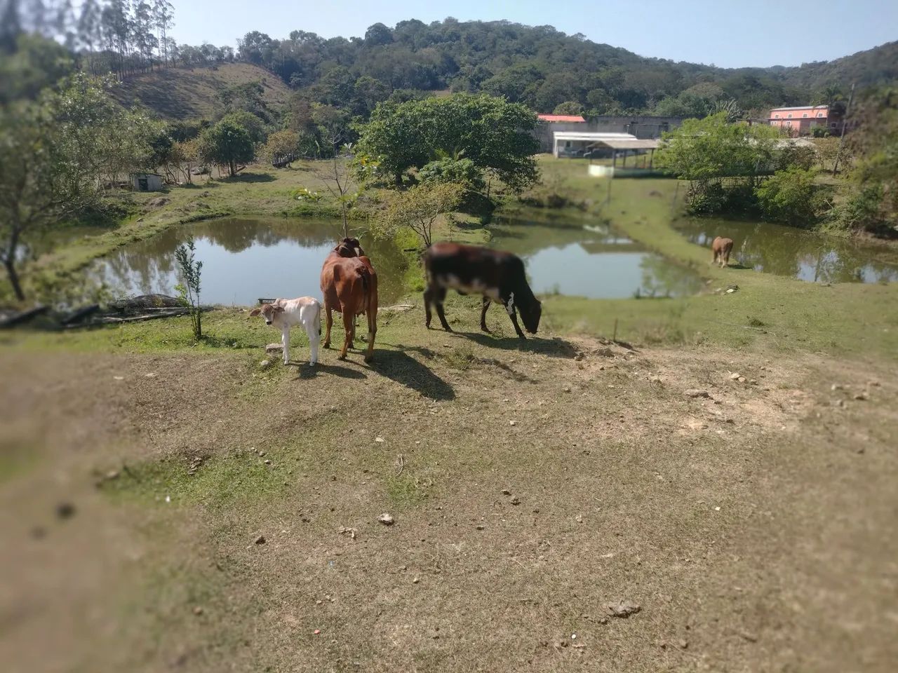 Vendo duas novilha uma com bezerro Leroy e uma égua está em São José dos Campos