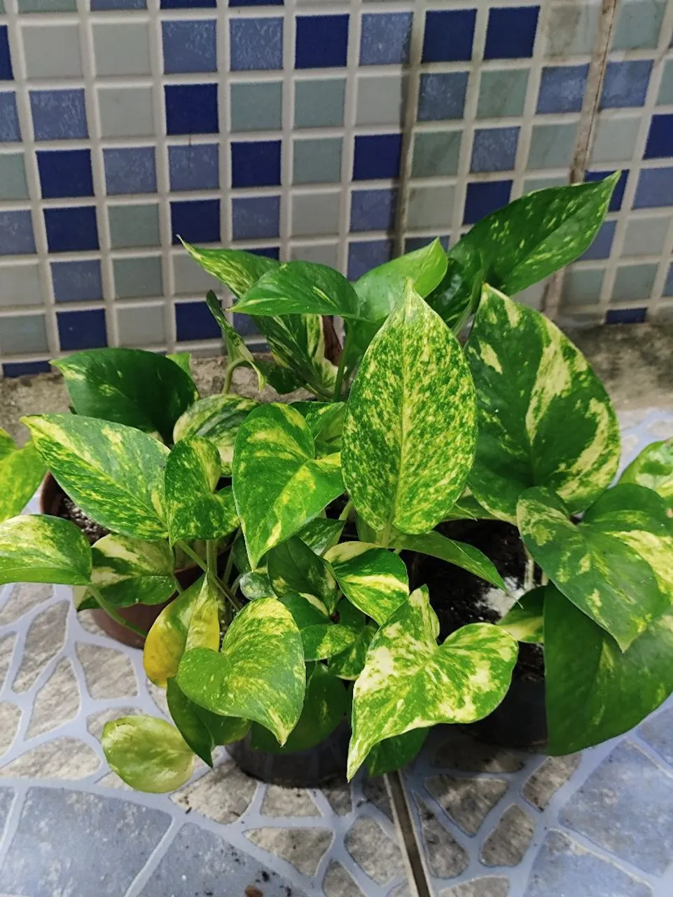 Mudas da planta jibóia. 