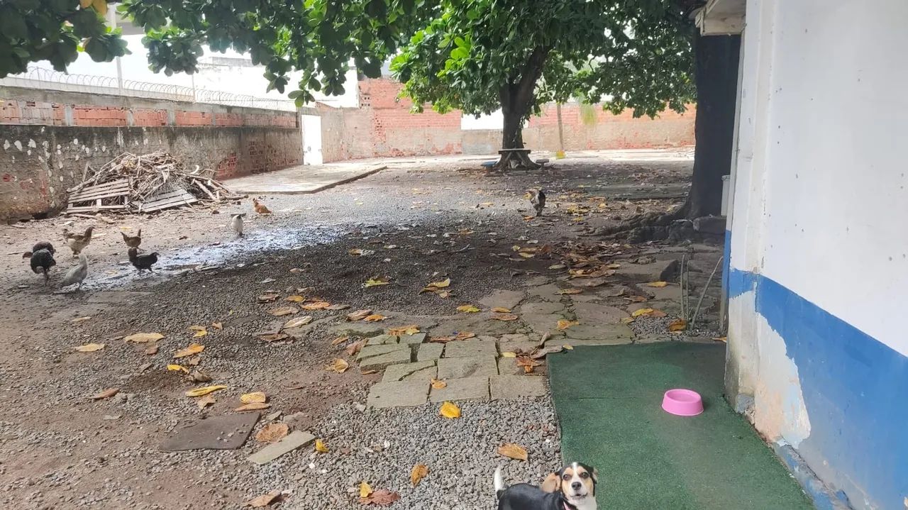 Terreno Padrão, Armação - Foto 10