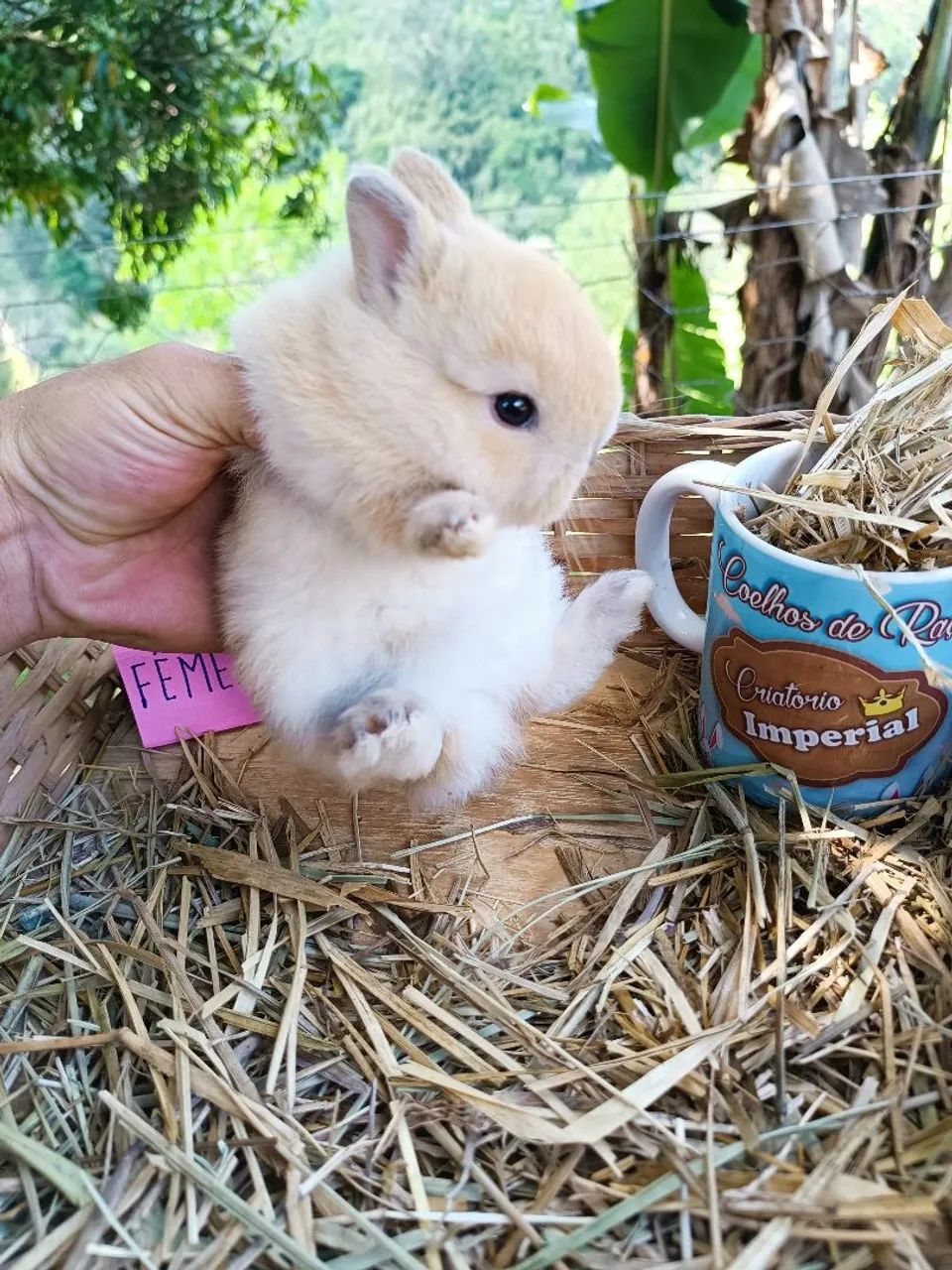 Coelho PET - Criatório Legalizado (Coelho Anão) - Foto 5