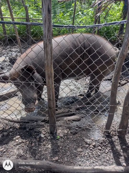 Para vender logo ...Reprodutor um casal..... - Foto 4