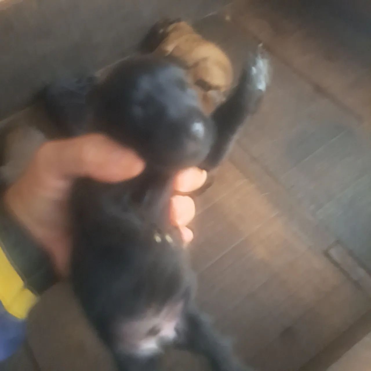Disponível para venda filhotes de pastor belga malinois  - Foto 4