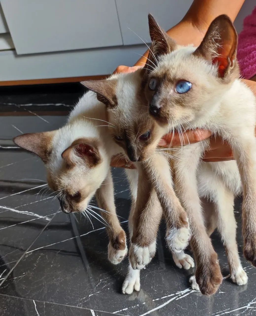 Três gatinhos siameses para adoção! - Foto 2