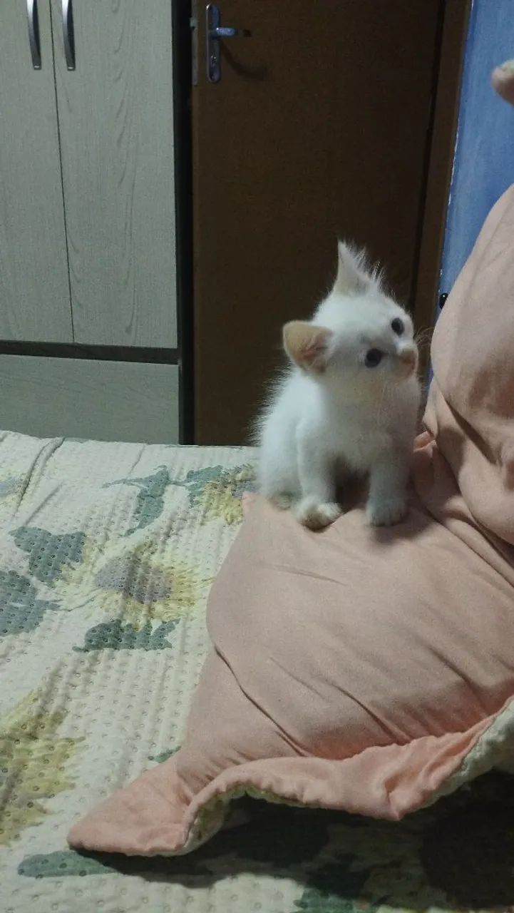 DOAÇÃO DE GATINHO - Foto 4