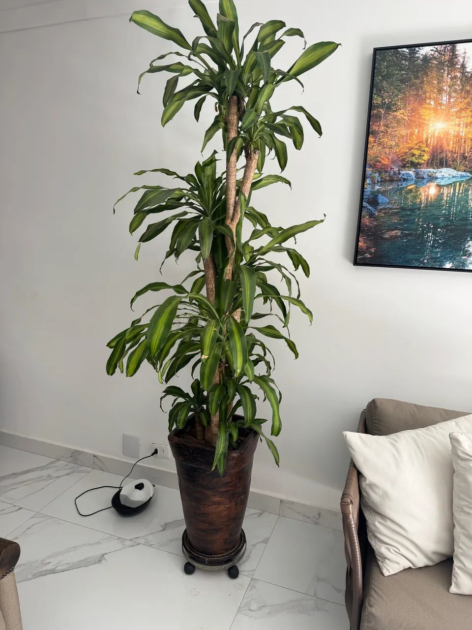 Planta pau-d?água, com vaso e suporte