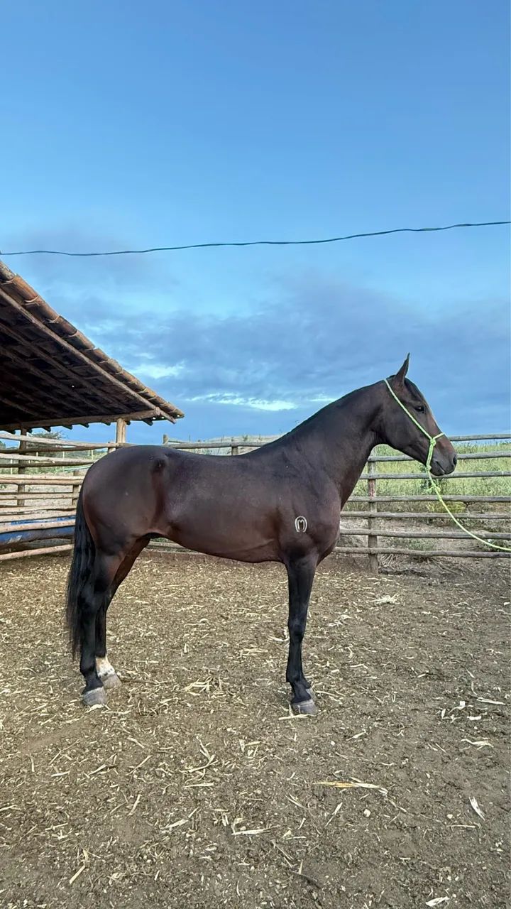 Cavalo de marcha picada, neto do Elfo do porto azul 