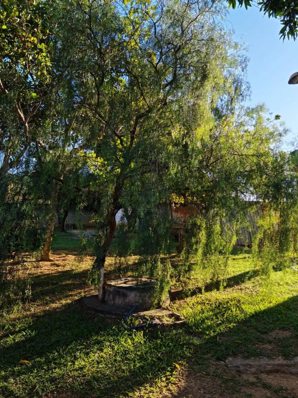 Vendo chácara formada ! - Foto 7