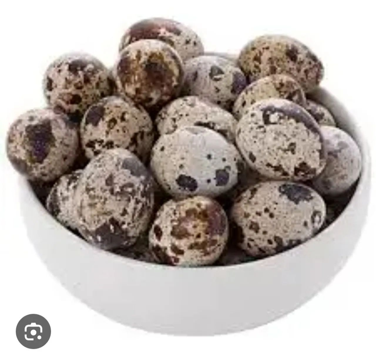 Vendo codornas filhotes.  - Foto 2