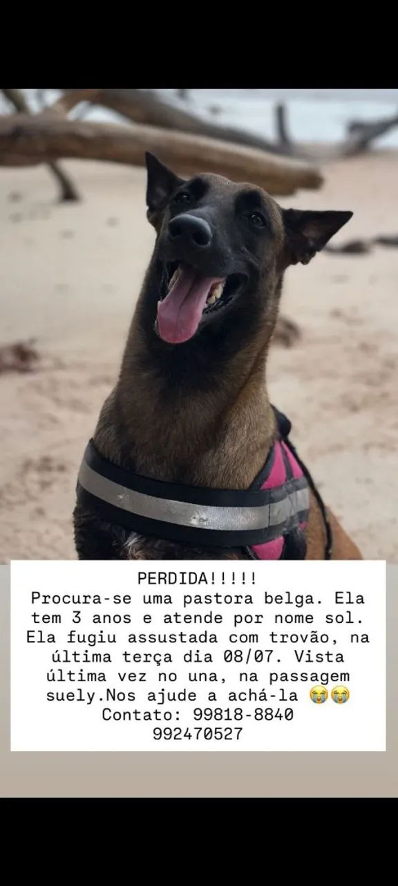 Cachorra Pastor Belga Perdida - Ajude a Encontrar!