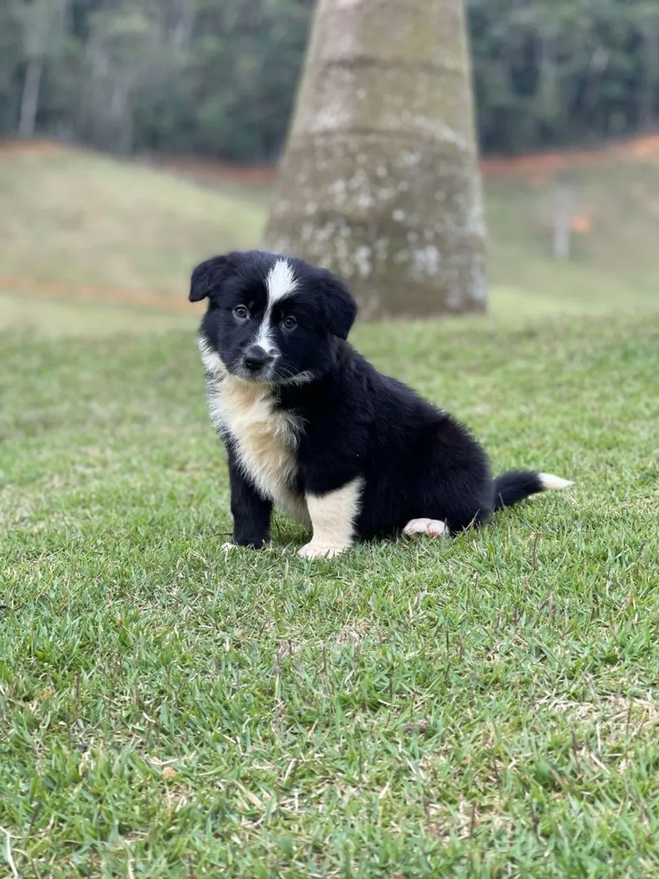 Border triunfo kennel Belo Horizonte