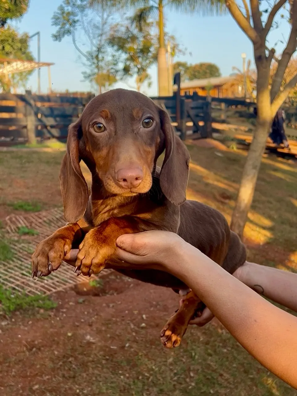 Filhote Macho de Dachshund/Salsichinha disponível