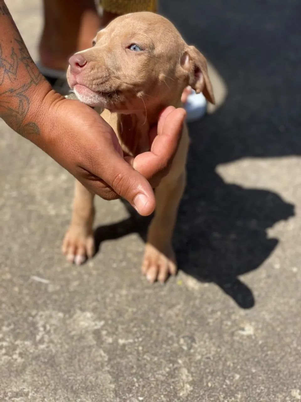 Filhote Pitbull - Foto 2