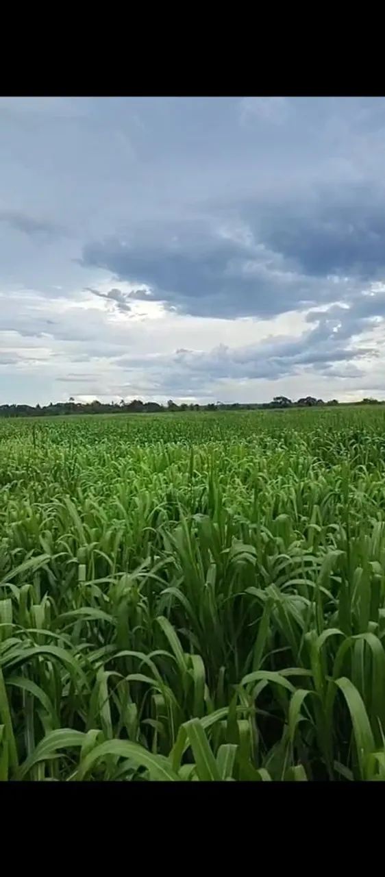 Fazenda. - Foto 3