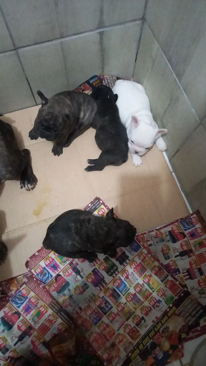 Filhotes de Bulldog Francês - Lindos e Saudáveis!