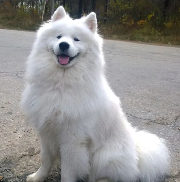 Filhote Samoiedo - Fofo e Brincalhão - Foto 2