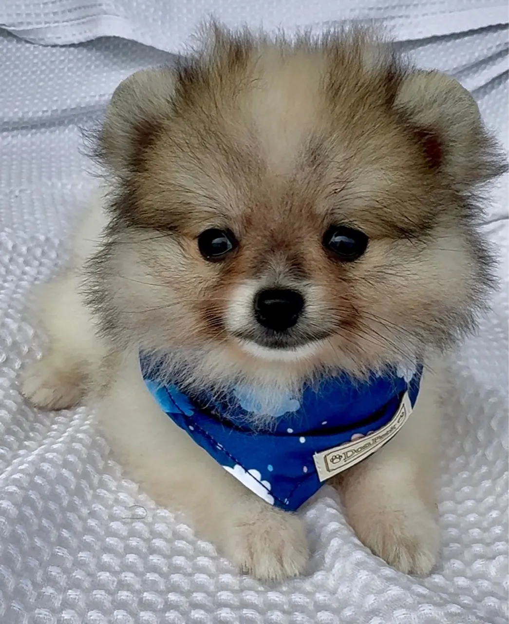 Filhote de Spitz Alemão (lulu da pomerânia) 