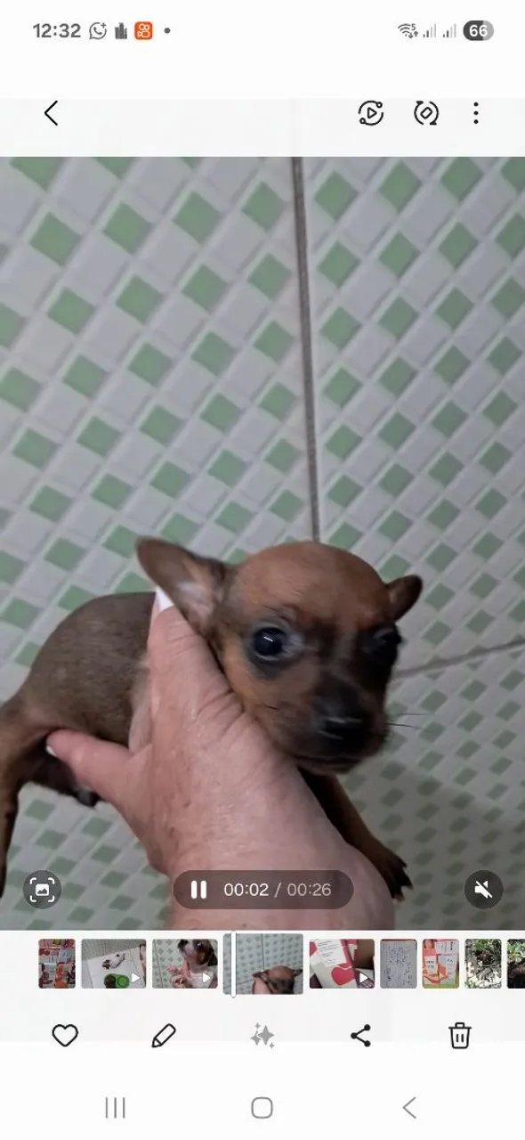 Filhote de Pinscher disponível!