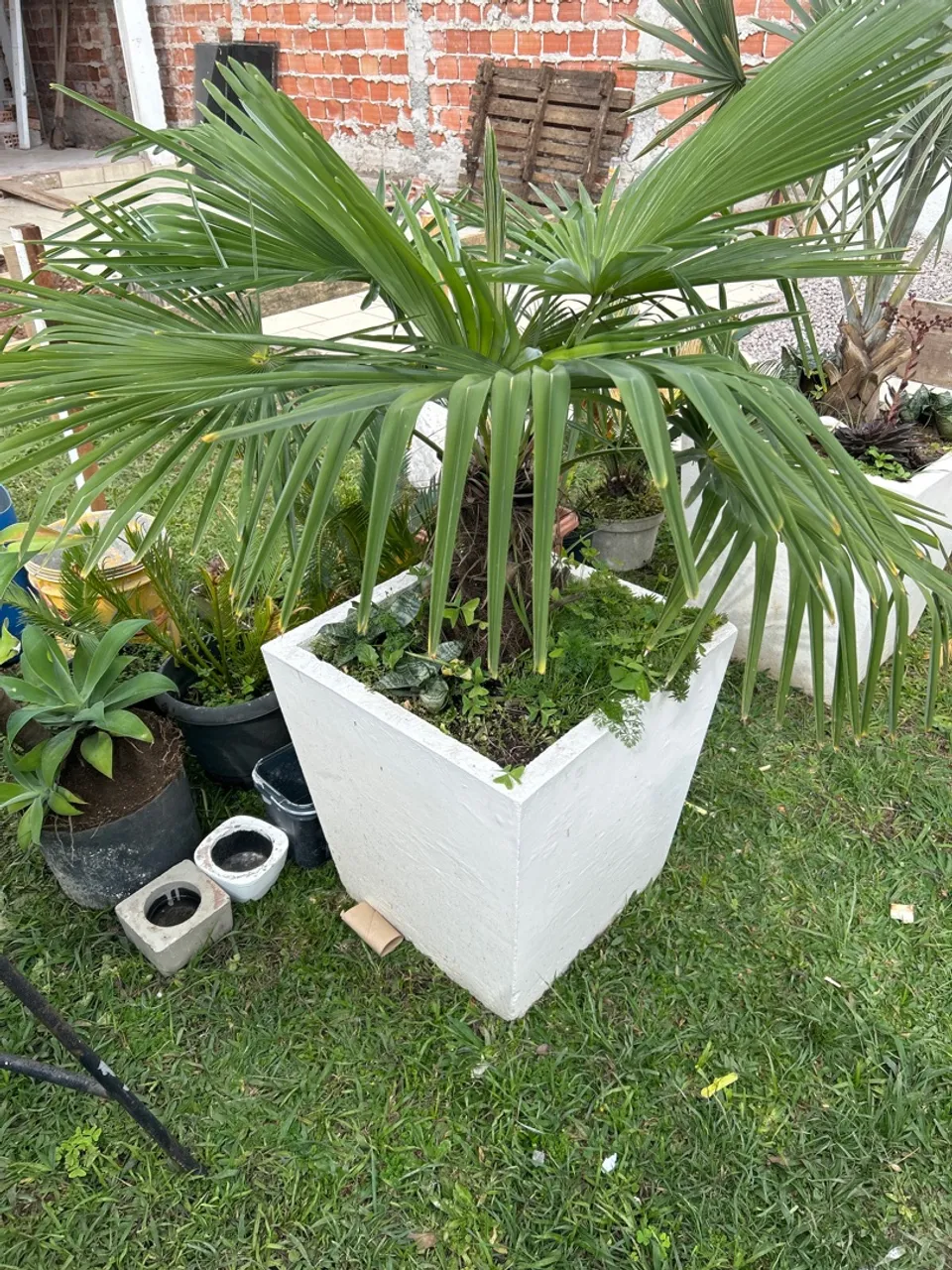 Palmeira buriti em vaso branco