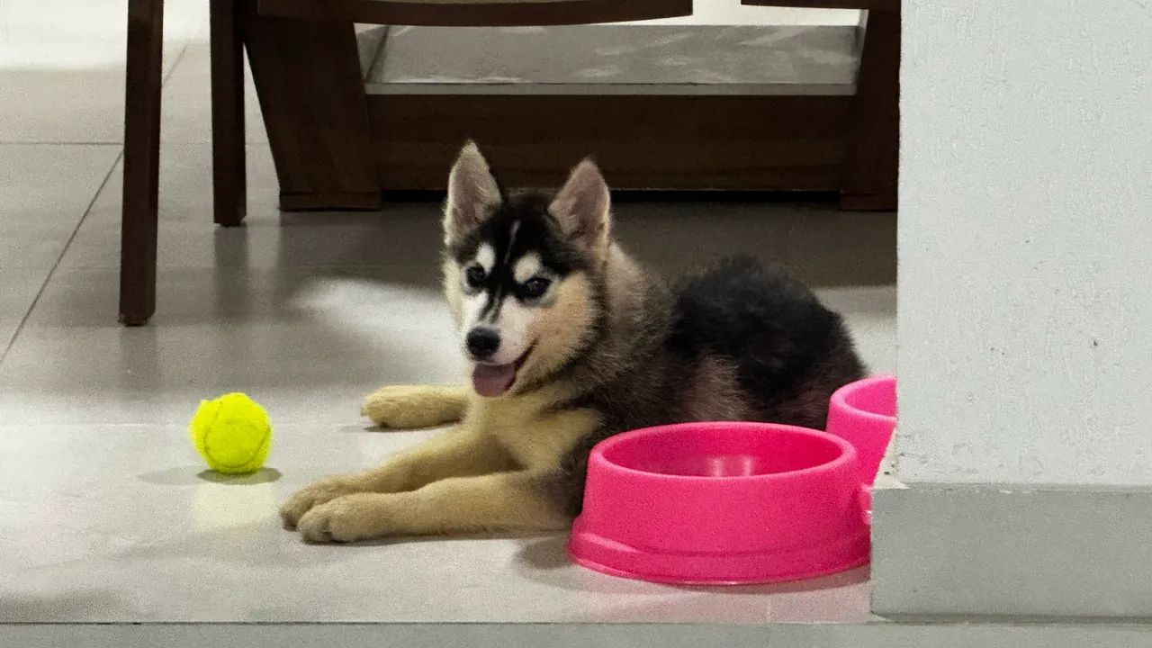 Husky Siberiano
