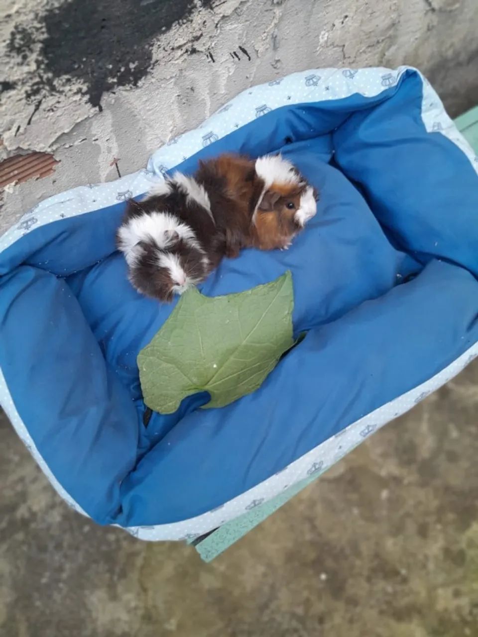 Vendo porquinho da india Peruano - Foto 3