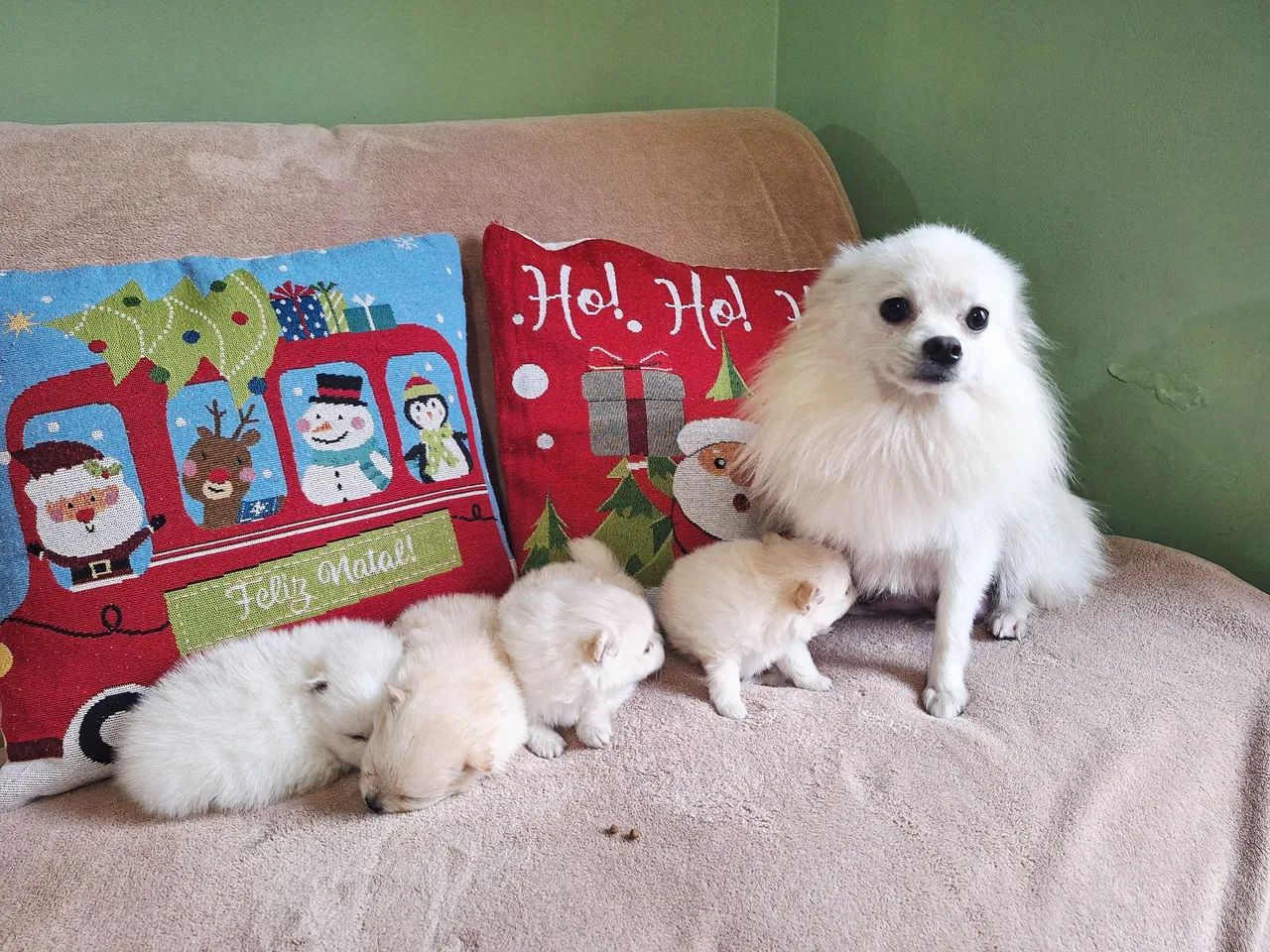 Isptz machinho  - Foto 3