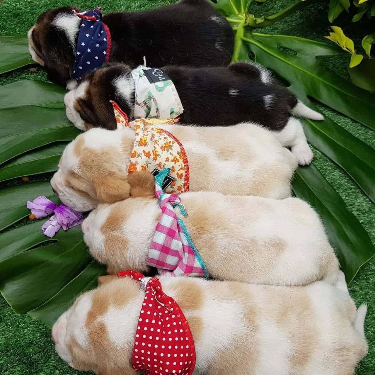Filhotes de Beagle Fêmeas Disponíveis  - Foto 2