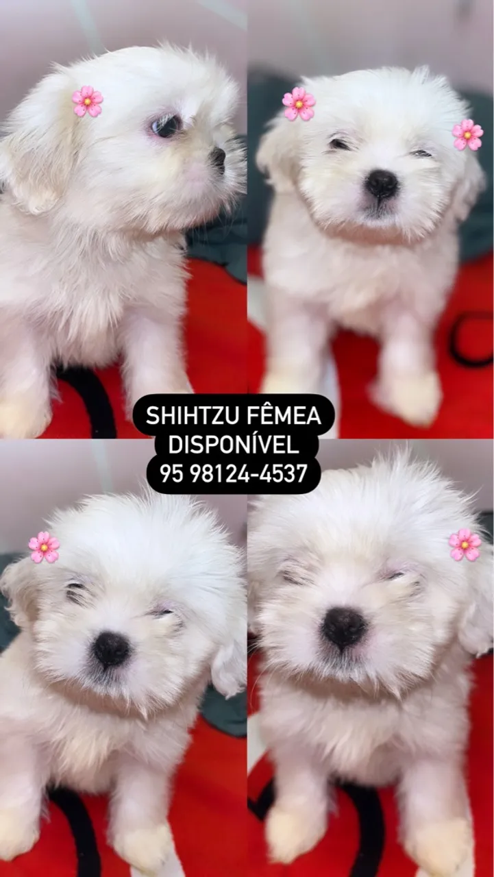 Filhote Shih Tzu Fêmea Disponível