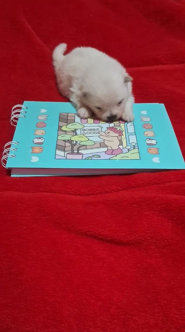 Spitz Alemão Anão, O Famoso LuLu da Pomerânia - Foto 2