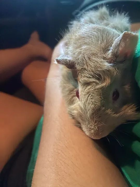 Porquinho da Índia - 2 meses  - Foto 2