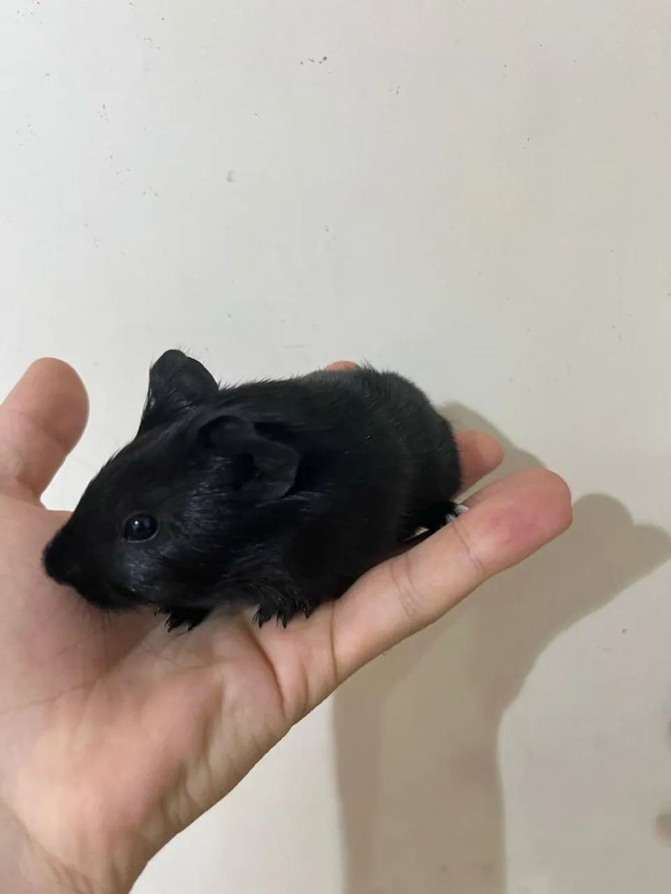 Filhote de porquinhos da Índia  - Foto 3