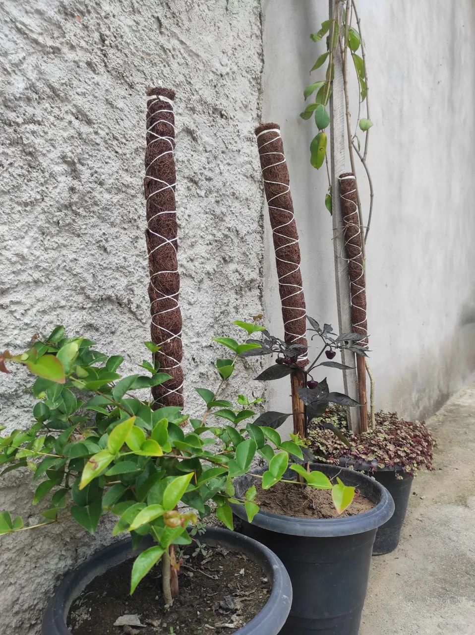 TUTOR PARA PLANTAS  - Foto 6