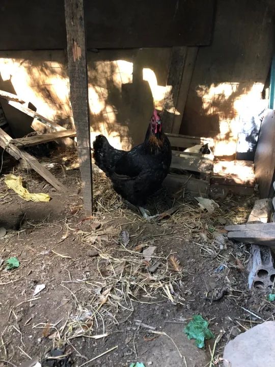Galinhas de barbada  - Foto 2